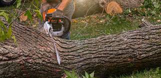 Tree and Shrub Care in Fayetteville, NC