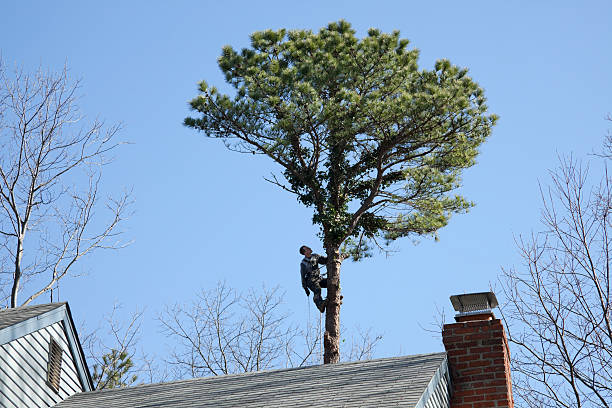 Best Storm Damage Tree Cleanup  in Fayetteville, NC