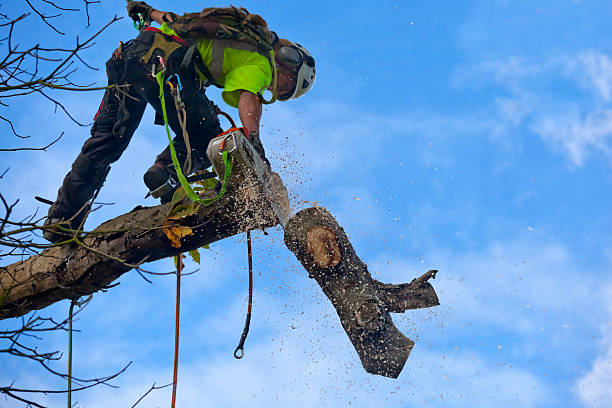 Professional Tree Care in Fayetteville, NC