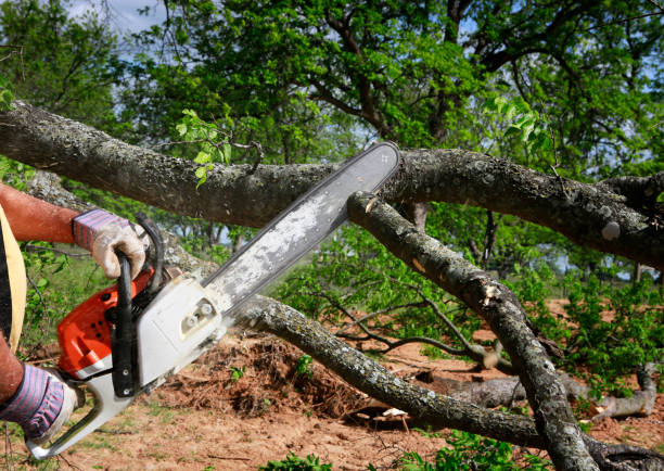 Best Tree Removal  in Fayetteville, NC