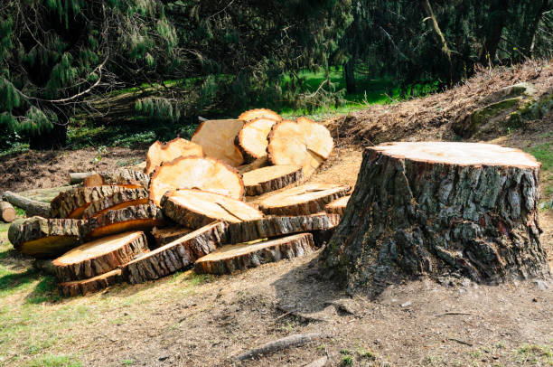 Best Tree Preservation Services  in Fayetteville, NC